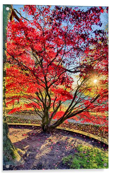 The Red Tree Acrylic by Alex Clark
