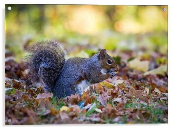 Squirrel Eating Acrylic by Alex Clark