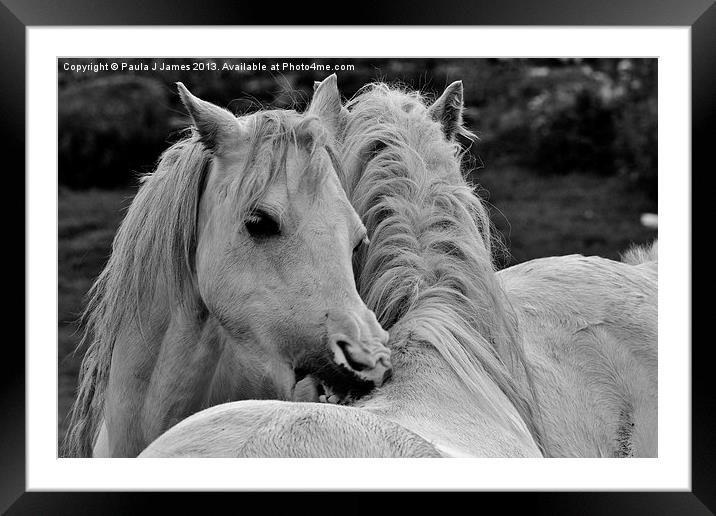 White Horses Framed Mounted Print by Paula J James