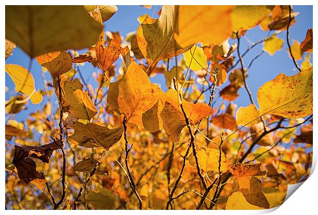 Autumn Branches Print by Alex Clark