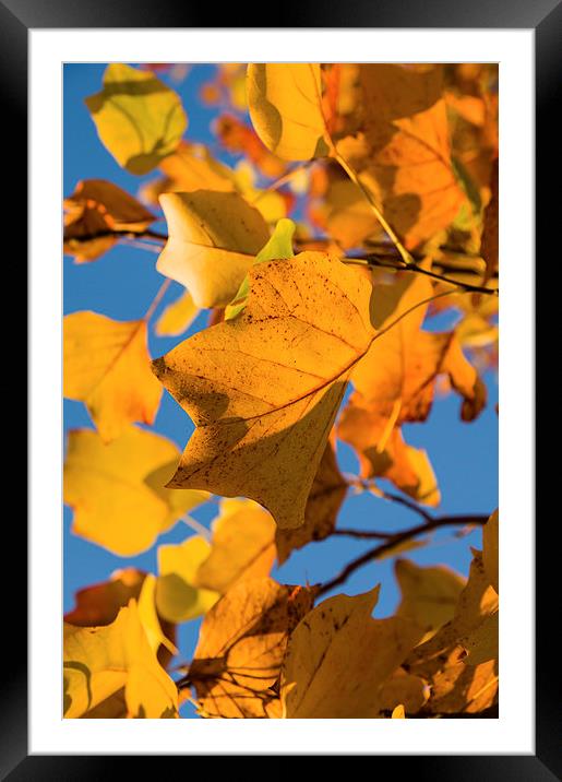 Autumn Leaves Framed Mounted Print by Alex Clark