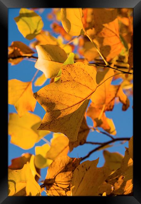 Autumn Leaves Framed Print by Alex Clark