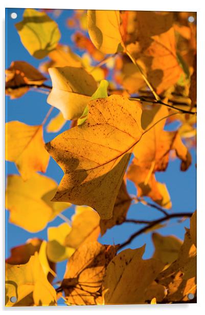 Autumn Leaves Acrylic by Alex Clark