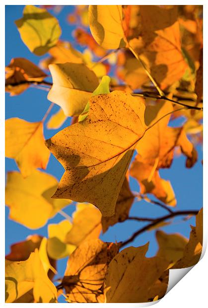 Autumn Leaves Print by Alex Clark