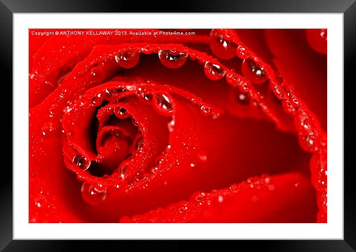 RED ROSE Framed Mounted Print by Anthony Kellaway