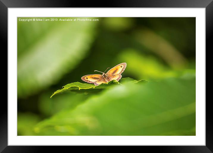 The Last Butterfly Framed Mounted Print by Thanet Photos