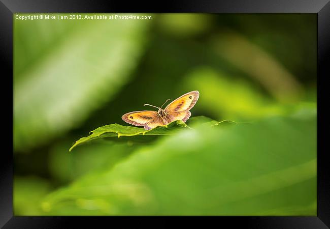 The Last Butterfly Framed Print by Thanet Photos