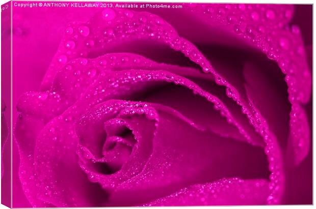 LILAC ROSE Canvas Print by Anthony Kellaway