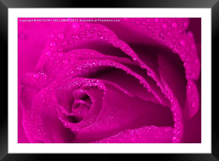 LILAC ROSE Framed Mounted Print by Anthony Kellaway