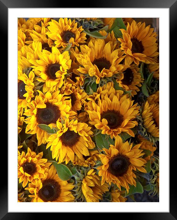 a bed of sunflowers Framed Mounted Print by anna collins