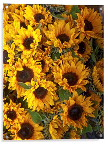 a bed of sunflowers Acrylic by anna collins