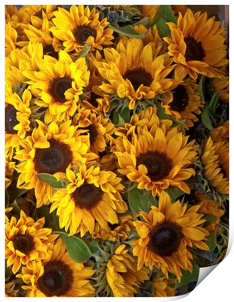 a bed of sunflowers Print by anna collins