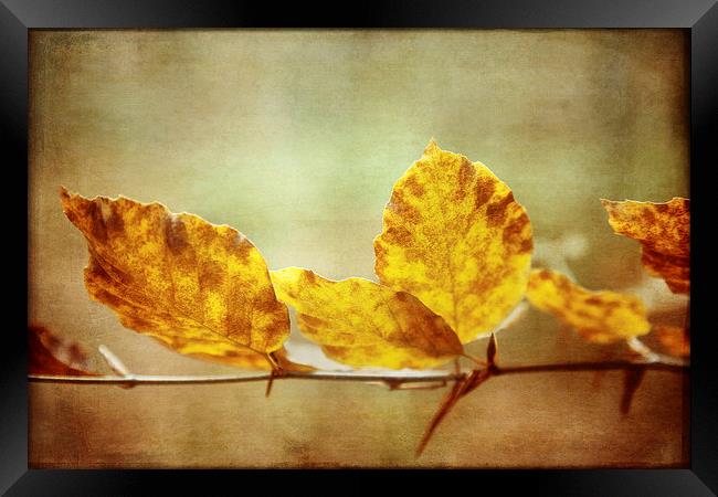 Textured Autumn Leaves Photographic Art Framed Print by Natalie Kinnear