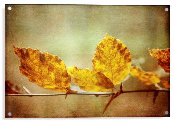 Textured Autumn Leaves Photographic Art Acrylic by Natalie Kinnear