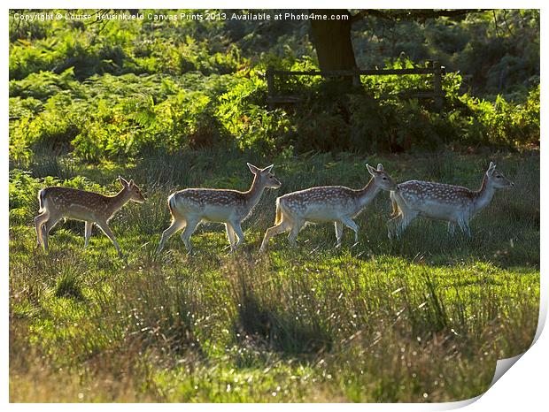 Fallow deer does and fawns at sunrise Print by Louise Heusinkveld