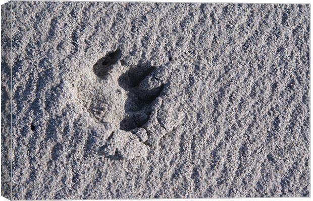 Footprint in the sand Canvas Print by Kevin Murphy