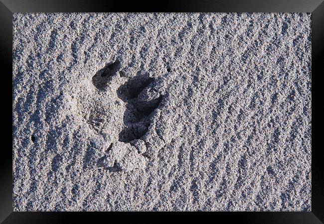 Footprint in the sand Framed Print by Kevin Murphy