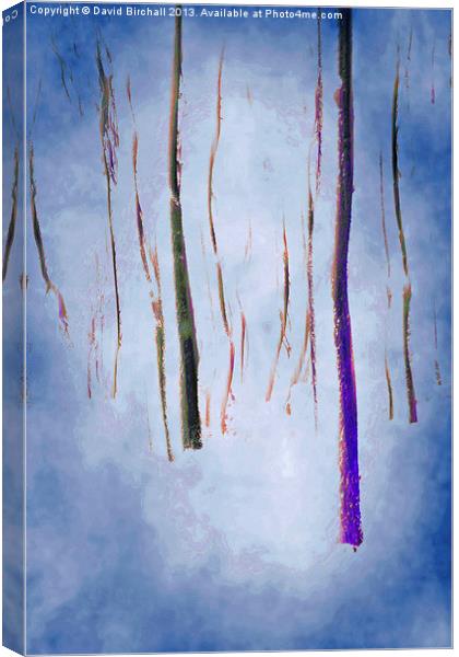 Abstract Forest Canvas Print by David Birchall