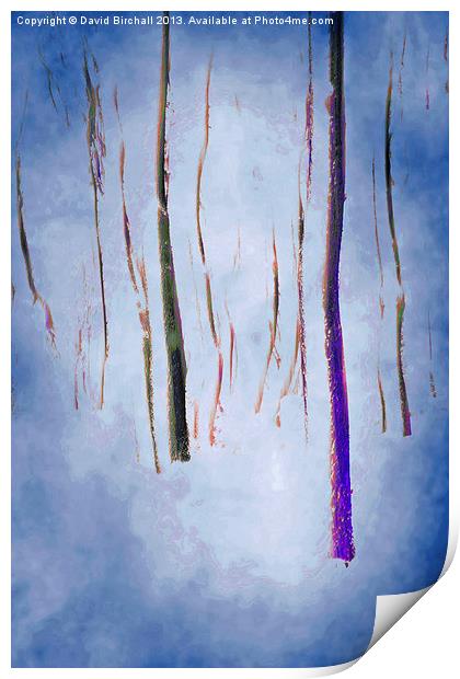Abstract Forest Print by David Birchall