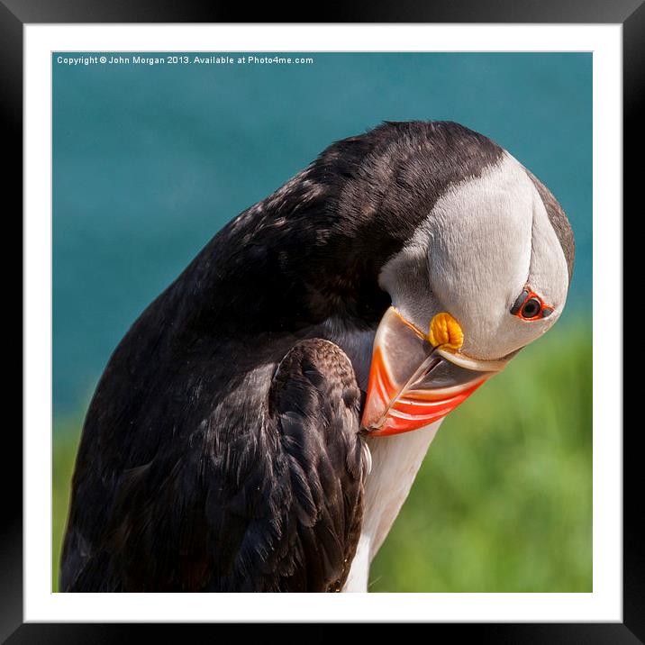 Preening time. Framed Mounted Print by John Morgan