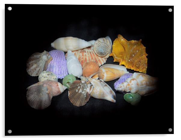 Colorful Shells Acrylic by Judy Hall-Folde