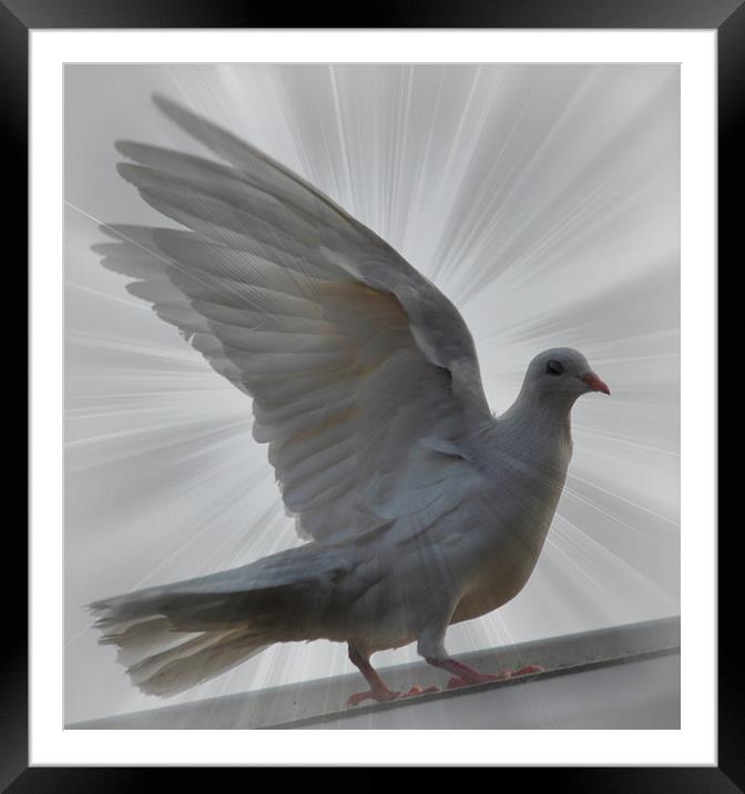 dove from above Framed Mounted Print by sue davies