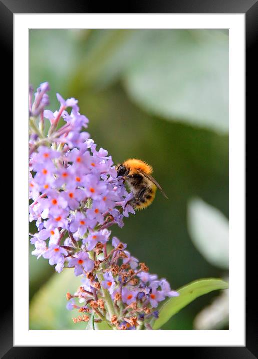 Bumble bee on Buddleia Framed Mounted Print by Lindsay Read