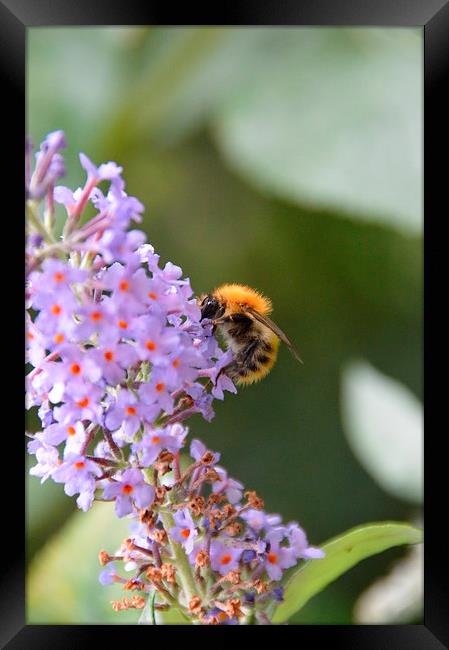 Bumble bee on Buddleia Framed Print by Lindsay Read