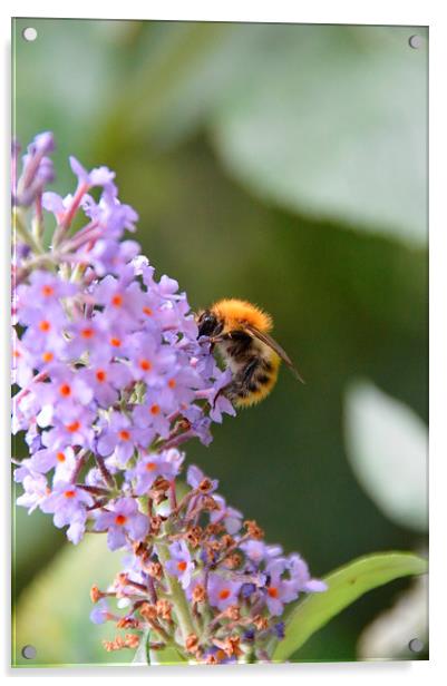 Bumble bee on Buddleia Acrylic by Lindsay Read