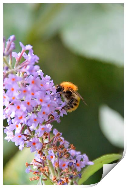 Bumble bee on Buddleia Print by Lindsay Read