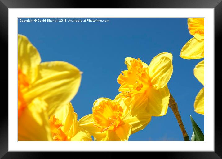 Daffodils Framed Mounted Print by David Birchall