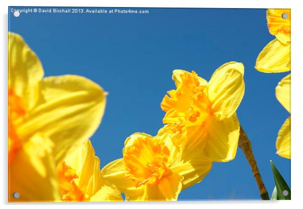 Daffodils Acrylic by David Birchall