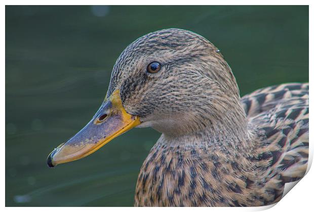 Portrait of Mrs. Mallard Print by Juha Remes