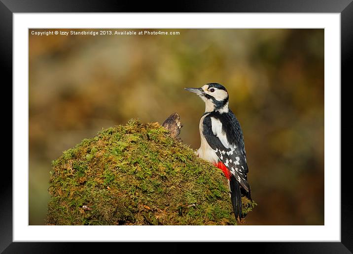 Great Spotted Woodpecker Framed Mounted Print by Izzy Standbridge