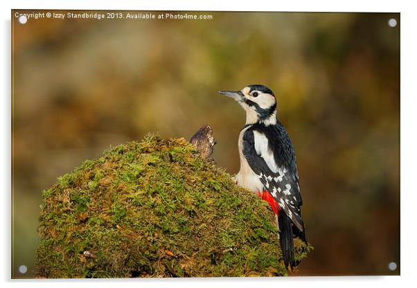 Great Spotted Woodpecker Acrylic by Izzy Standbridge