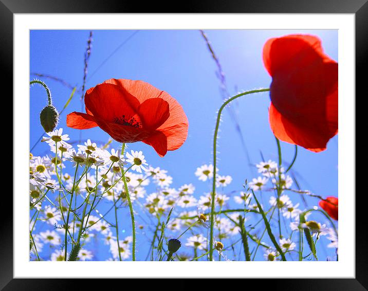 Chorus of Daisies Framed Mounted Print by Terry Busby
