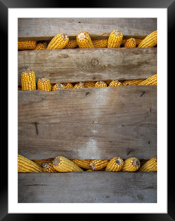 How many spikes? Framed Mounted Print by Flavia Ferreira