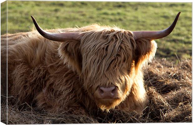Highland Cow Canvas Print by Northeast Images