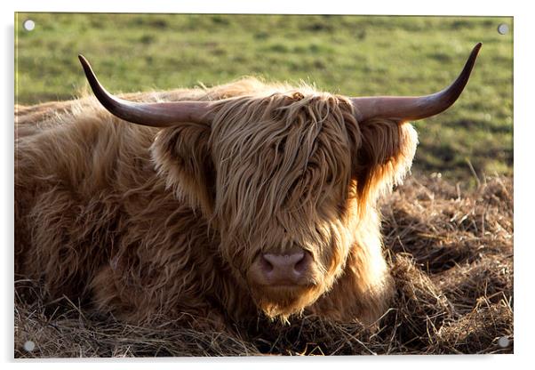 Highland Cow Acrylic by Northeast Images