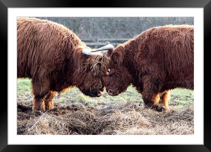 Head to Head Framed Mounted Print by Northeast Images