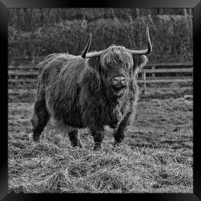 Highland Cow Framed Print by Northeast Images