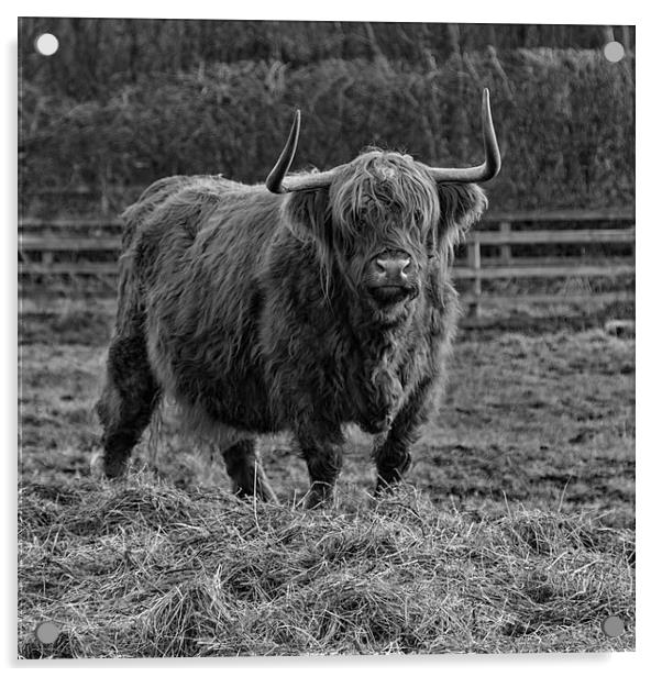 Highland Cow Acrylic by Northeast Images