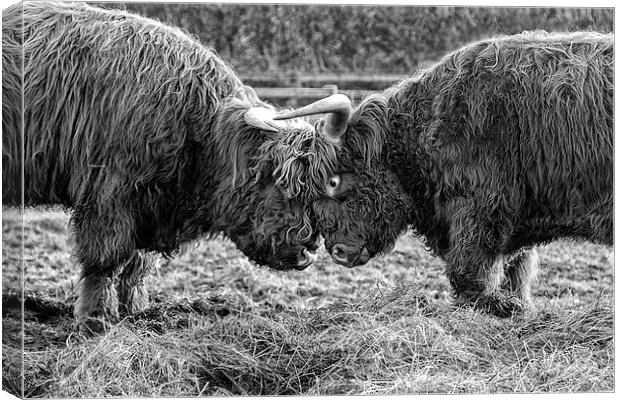 Head to Head (b&w) Canvas Print by Northeast Images