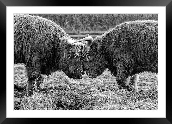 Head to Head (b&w) Framed Mounted Print by Northeast Images