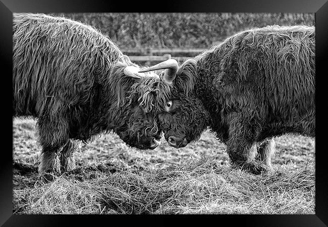 Head to Head (b&w) Framed Print by Northeast Images