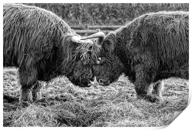 Head to Head (b&w) Print by Northeast Images