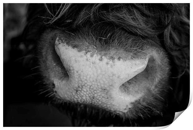 Highland Cow Print by Northeast Images