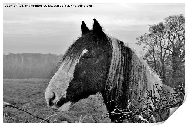 I NEED A TRIM Print by David Atkinson