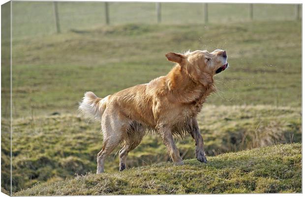Wet Golden Retriever Shaking Canvas Print by James Taylor