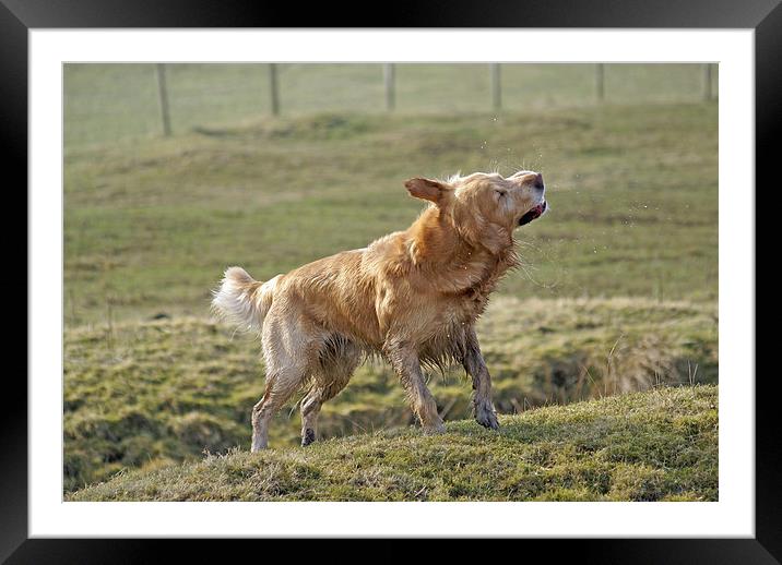 Wet Golden Retriever Shaking Framed Mounted Print by James Taylor